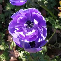 アネモネの画像