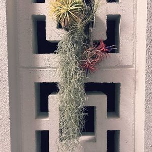 イオナンタ,ウスネオイデス,フンキアナ,ティランジア,DAISOの画像