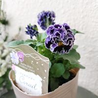 フリル咲きパンジー,パンジー　コライユ,マツバラファーム コライユ,フリル咲きパンジー コライユ,ベランダガーデンの画像