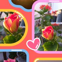 オキザリス,ハイビスカス,サンパラソル,ピンクキャンディ,ベランダガーデンの画像