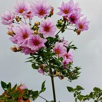 皇帝ダリア,メタセコイア,ナンキンハゼの実,センダンの実,いつも笑顔で過ごそう♡の画像