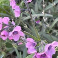 シノグロッサム,ナチュラルガーデン,こぼれ種,お庭の花たち,花と暮らすの画像