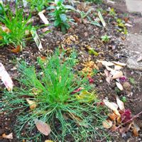 花壇,冬支度,庭の画像