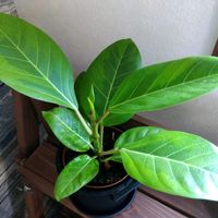 フィカス・アルテシマ,フィカスアルテシマ,フィカス イエロージェム,観葉植物,カインズの画像