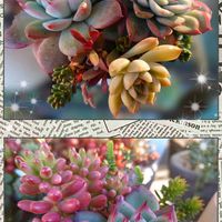 オーロラ,女雛,多肉植物,育てやすい多肉植物,多肉植物寄せ植えの画像