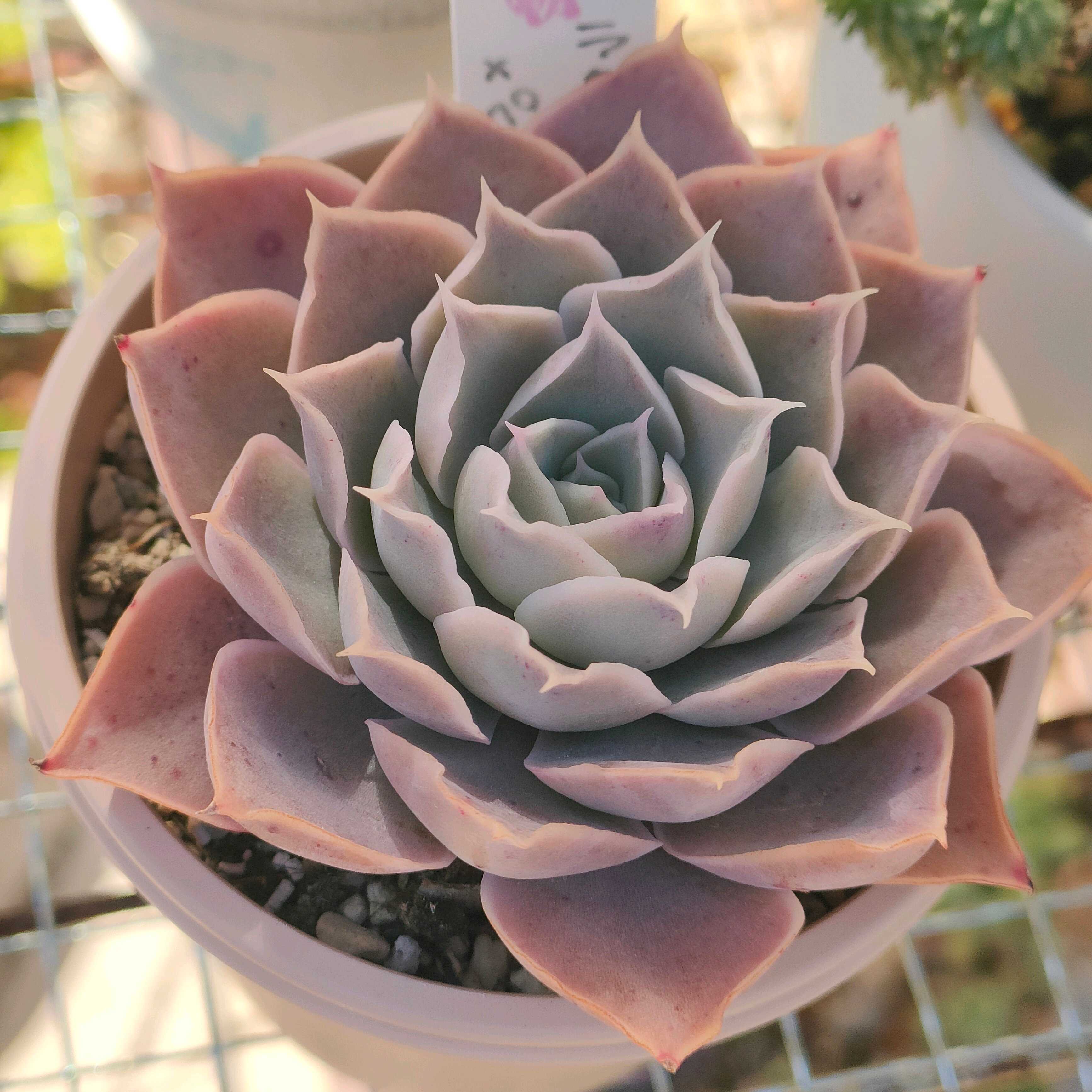 多肉植物にも季節がある？セダムの紅葉｜🍀GreenSnap（グリーンスナップ）