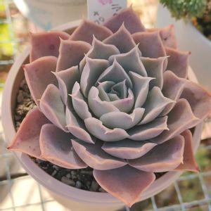 多肉植物,エケベリア属,多肉大好き,多肉植物の紅葉,タニパトの画像