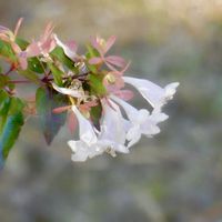 アベリア,ハナゾノツクバネウツギ,花園衝羽根空木,自然,白い花の画像