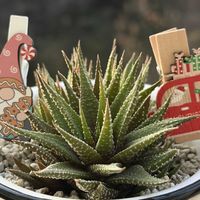 十二の巻,キュンキュン乙女倶楽部,キュンキュン乙女倶楽部No.243,金曜キラキラ,クリスマス月間の画像