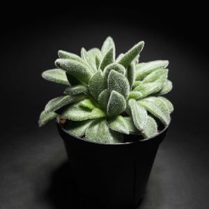 チレコドン レウコスリクス,塊根植物,もけもけ,ポチり狩り,チレコドン属の画像