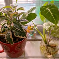 アロカシア・グリーンベルベット,シンゴニウム,斑入りヤブコウジ,沖縄,可愛い♡の画像