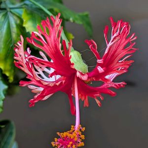 鉢植え,部屋,窓辺の画像