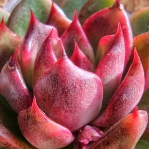 フィオナ,紅葉する多肉,多肉花芽,フィオナ　たなばたの画像