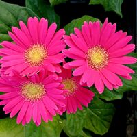 ガーベラ,癒し,可愛い花,元気が出る花,笑顔になる花の画像