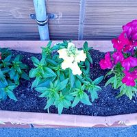 パンジー,ビオラ,プリムラ　ジュリアン,金魚草　きんぎょそう,プランターの画像