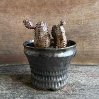 ユーフォルビア属,オベサブロウ,オベサブロウ,自作の鉢,紅葉する多肉の画像