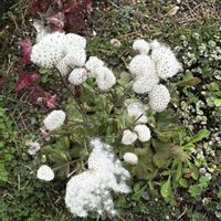 秋明菊の綿毛,斑入り秋明菊　初音,花壇,ピンクの花,斑入りの葉っぱの画像