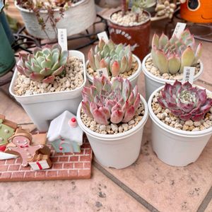 七福美尼,沙羅姫牡丹,センセプルプ,月迫の薔薇,霜椿の画像