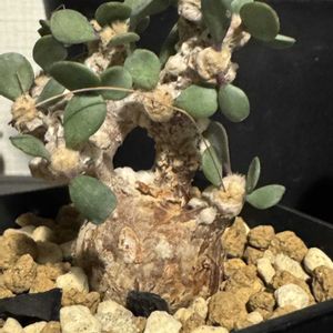 オトンナ ヘレー,オトンナ トリプリネルビア,オトンナ・カカリオイデス,オトンナ・ピグマエア,塊根植物の画像