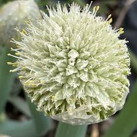 野菜,ネギ,ネギ坊主,お散歩中,ネギ科の画像