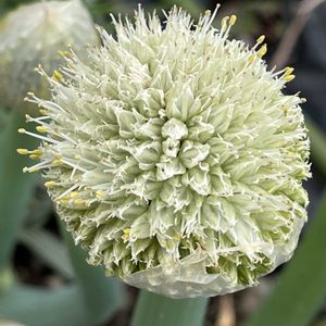 野菜,ネギ,ネギ坊主,お散歩中,ネギ科の画像