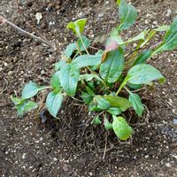 エキナセア,エキナセア,花のある暮らし,GSに感謝。,小さな庭♡の画像