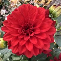 ダリア,beautiful,Healing,お出かけ先の画像