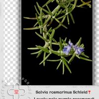 一九献上 和堂,"可愛げに 薄紫のローズマリー",ローズマリーの花,一句献上　和堂,季節の花華シリーズ　和堂の画像
