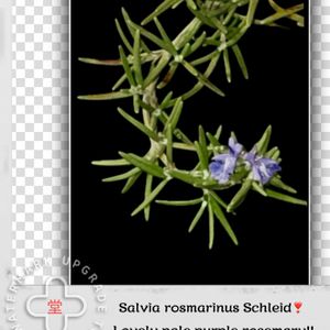 一九献上 和堂,"可愛げに 薄紫のローズマリー",ローズマリーの花,一句献上　和堂,季節の花華シリーズ　和堂の画像