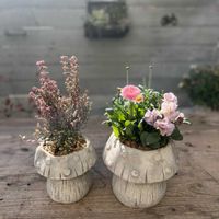 ワイヤープランツ スポットライト,アワユキエリカ プリティレッド,チロリアンデージー・ロベラ,プチトリアノン・ローランサングレー,マーガレット　スイーツの画像