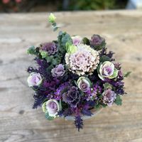 葉牡丹,オレガノ ロタンダフォーリア,アリッサム ピンク,ハボタン モカ セッション,葉牡丹 ヴィンテージ・ベインの画像