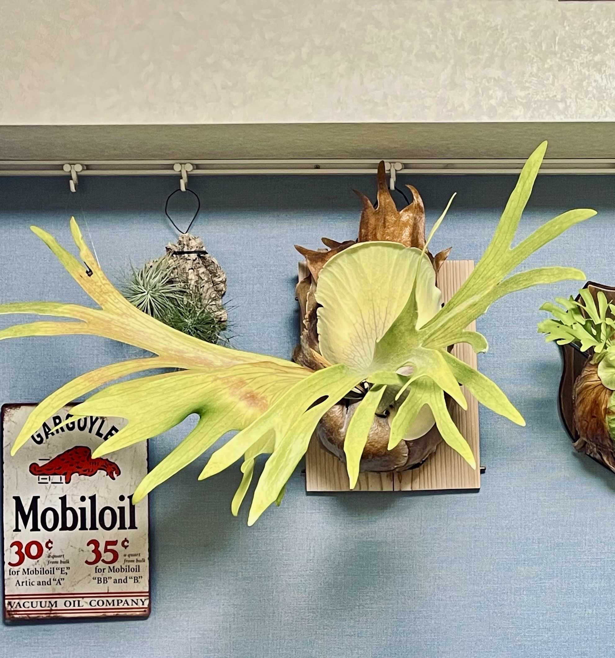 FSQとは？ ビカクシダの森