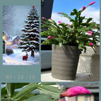 デンマークカクタス,癒し,今日の一枚,ありがとう♡,金曜日の蕾たちの画像