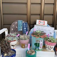 十二の巻,キュンキュン乙女倶楽部,バラと夢CLUB,十二の日,peanyatsのリメ鉢の画像