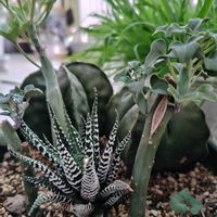 七宝樹,十二の巻の画像