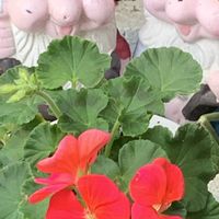 ゼラニウム,赤い花,ありがとう♡,繋がりに感謝✨,大切な人に…の画像