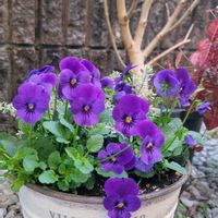 寄せ植え,ビオラ・パンジー,金魚草☆,はなのある暮らし,庭の画像