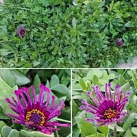 クリスマスホーリー,西洋柊,ｵｽﾃｵｽﾍﾟﾙﾏﾑ,ﾛｰｽﾞﾏﾘｰ,手作りリースの画像