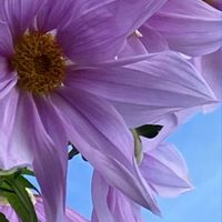 アリッサム,アリッサム,キク,キク,皇帝ダリアの画像