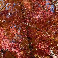 お出かけ先で,家庭菜園の画像