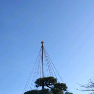 マツ,楽しみ〜,クリスマスツリー,今日のお花,クリスマス月間の画像