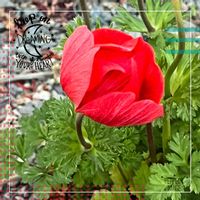 アネモネ,鮮やか ,ウォーキングの楽しみ,びっくりの画像