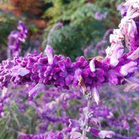 アメジストセージ,アメジストセージ,青い花マニア,美しく青きドヨウ,おしゃれな土曜日♪の画像