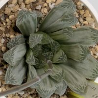 寄せ植え,多肉植物,リメ缶,多肉寄せ植え,リメ鉢の画像