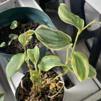 ツワブキ,黄覆輪タイワンホトトギス,種蒔き,ベランダの画像