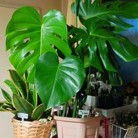 モンステラ,モンステラ,観葉植物,成長記録,植物だいすきの画像