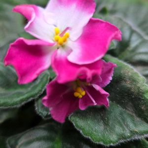 セントポーリア,すみれ,ベランダガーデン,似たもの同士,イワタバコ科の画像