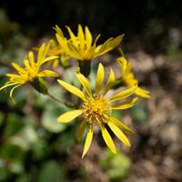 ツワブキ,山野草,登山,マクロ撮影,一眼レフの画像