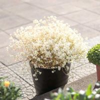 ユーフォルビア ダイアモンドスター,ユーフォルビアダイアモンドスノー,ユーフォルビアダイアモンドスノー,ユーフォルビア,白い花の画像