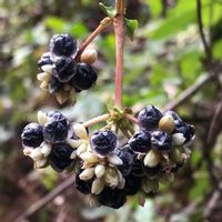 イソギク,ツワブキ,ツルソバ,城ヶ崎海岸の画像